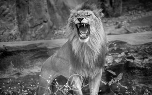 6 LIÇÕES QUE VOCÊ PODE APRENDER COM O REI DA SELVA